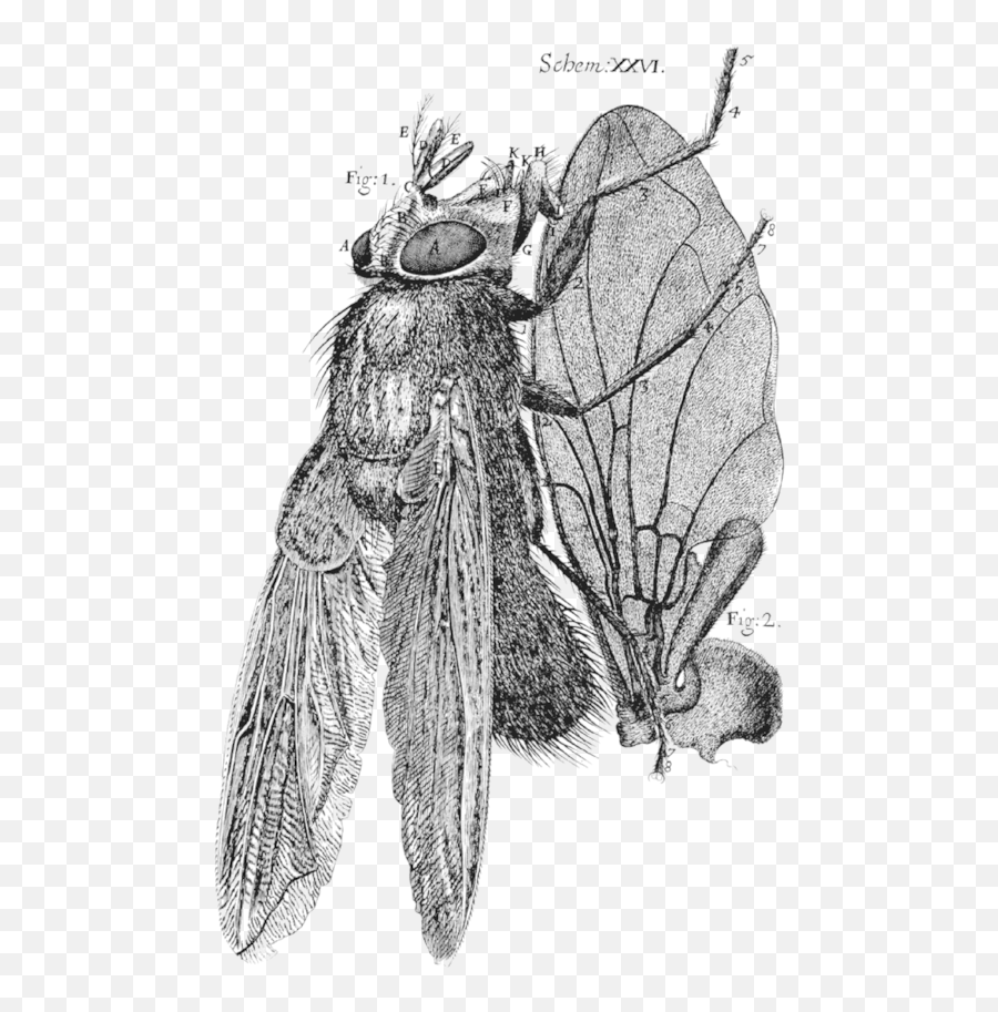 Robert Hooke Micrographia Fly - Robert Hooke Micrographia Fly Emoji,Fly Png
