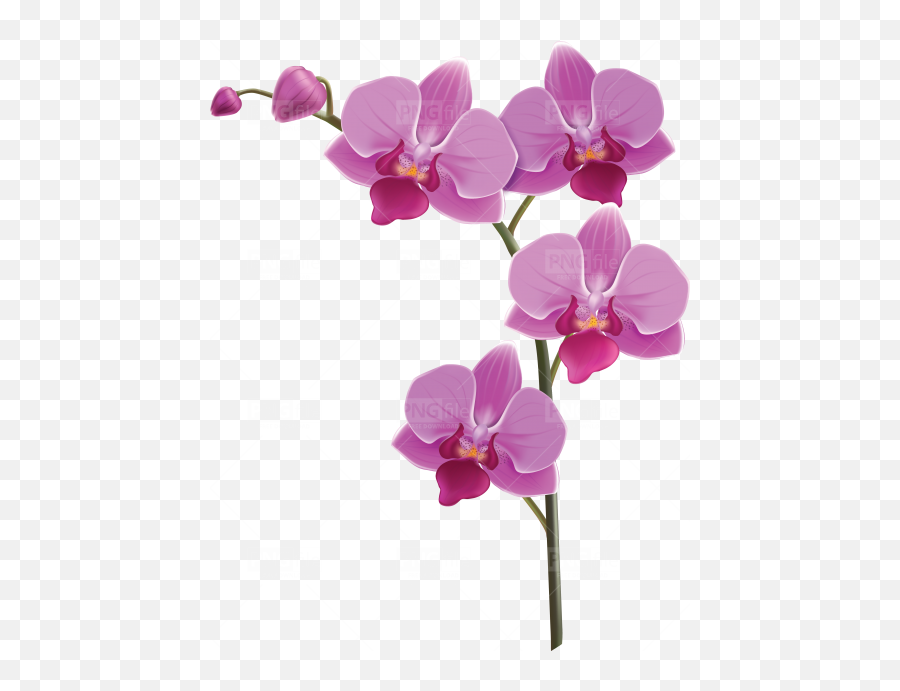 Tags - Orchid Flower Png Emoji,Flower Png