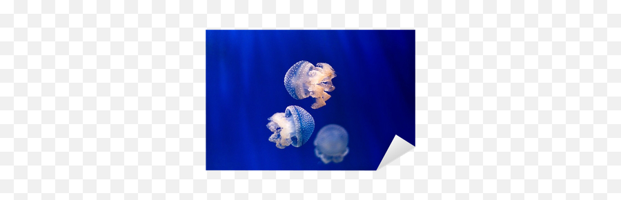 Group Of Light Blue Jellyfish On Blue Background Sticker U2022 Pixers - We Live To Change Bioluminescence Emoji,Jellyfish Transparent Background