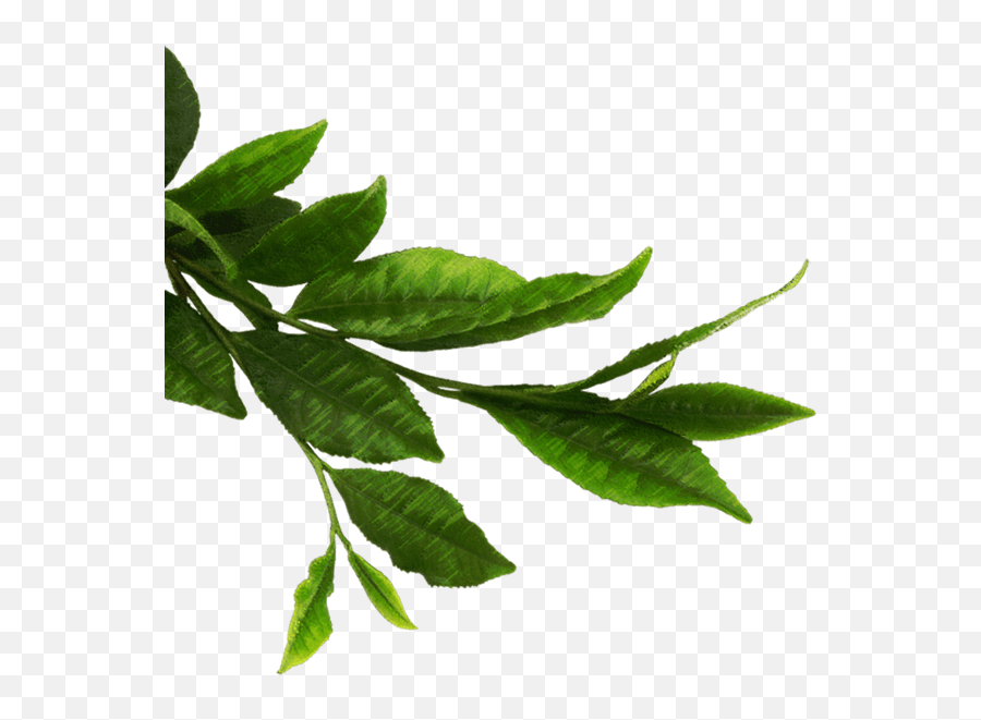 Green Leaf Png - Transparent Background Png Green Leaves Emoji,Leaves Png