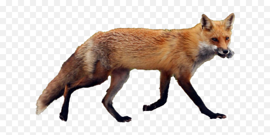 Fox Transparent Image - Red Fox Transparent Png Emoji,Fox Transparent Background