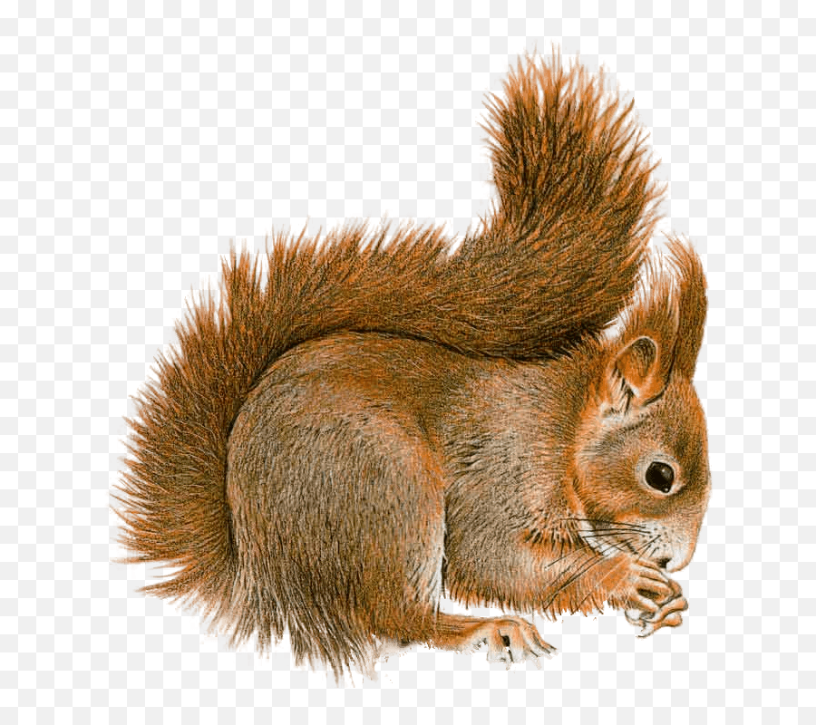 Squirrel Png Gif Transparent Png Image - Squirrel Gif No Background Emoji,Squirrel Png