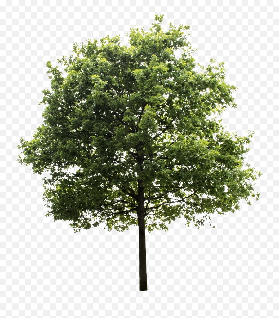 Oak Tree - Oak Tree Png Emoji,Oak Tree Png