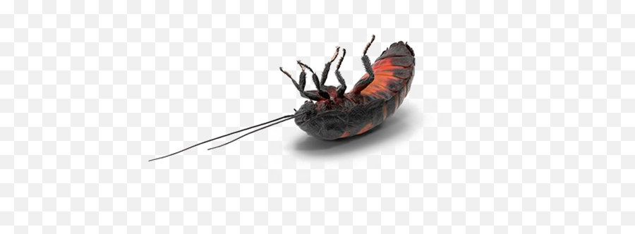 Madagascar Hissing Cockroach Png Image - Clip Art Emoji,Cockroach Png