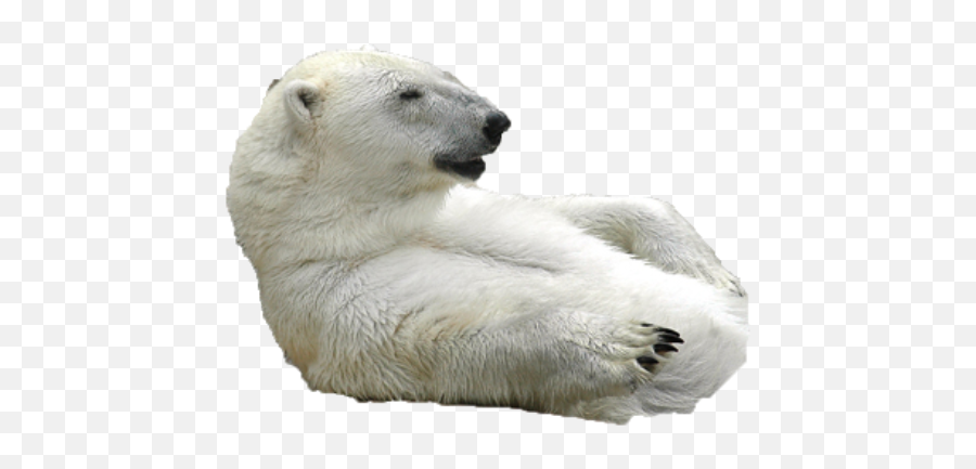 Shy Bear Emoji Discord - Polar Bear Emoji Discord,Discord Emoji Png