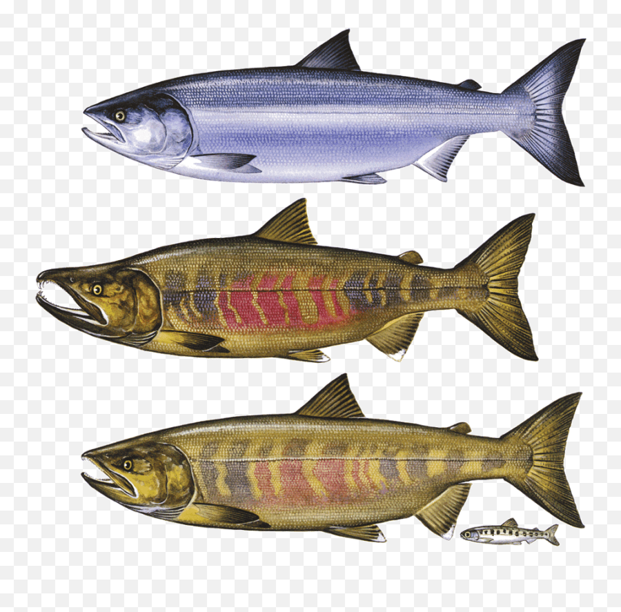 Fish Jumping Out Of Water Png - Chum Salmon Png Atlantic Salmon Transparent Emoji,Salmon Clipart