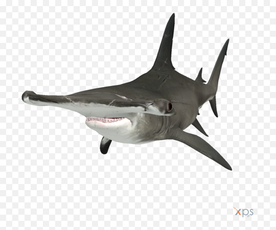 Download The Depth Hammerhead Shark - Hammerhead Transparent Hd Hammerhead Shark Transparent Background Emoji,Shark Transparent Background