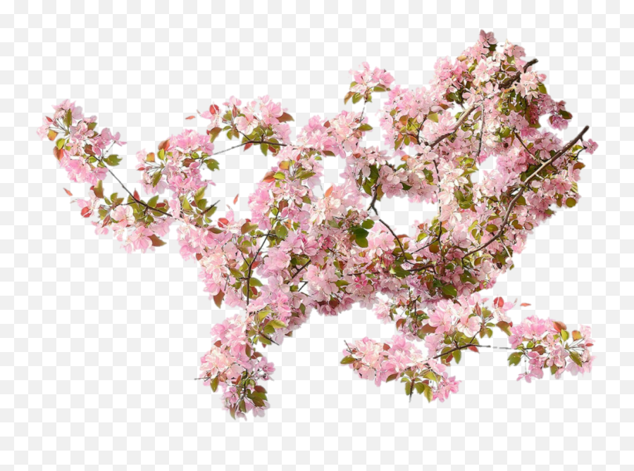 Images About Flower Png - Climbing Roses Transparent Background Emoji,Flower Png