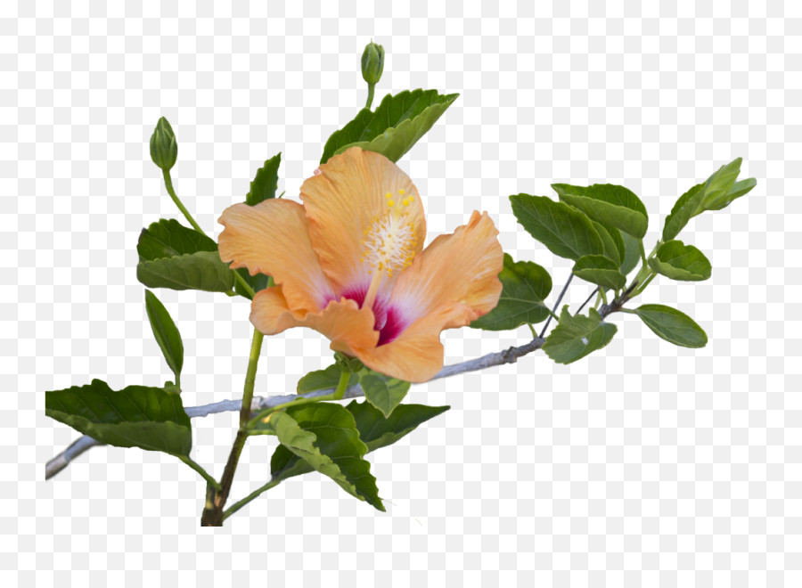 Hibiscus Flower And Leaves Clipart - Full Size Clipart Flower And Leaves Transparent Background Emoji,Hibiscus Flower Clipart