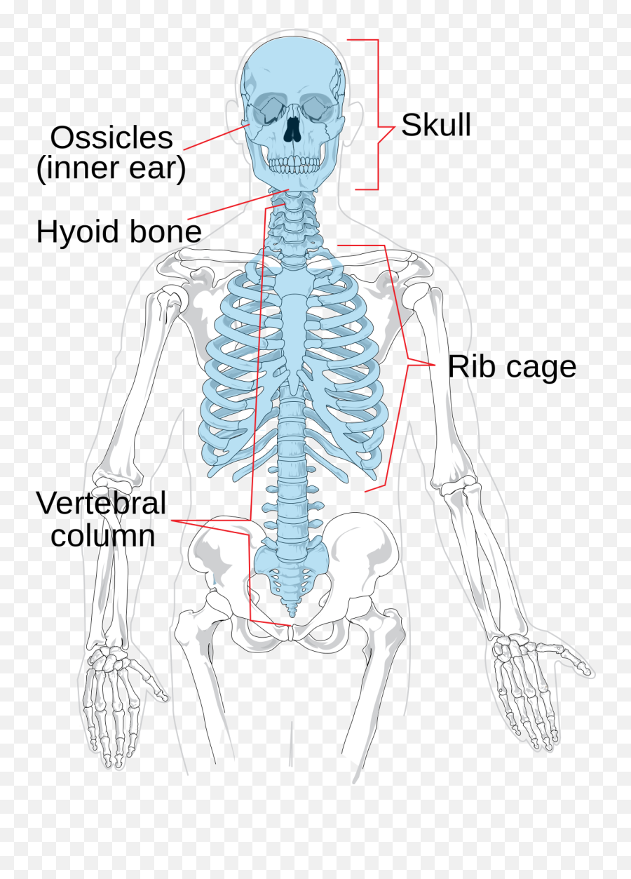 Axial Skeleton - Axial Skeleton Emoji,Skeletal Clipart