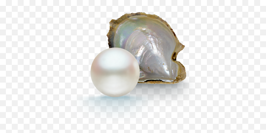Pearl - Oyster Emoji,Pearls Transparent Background