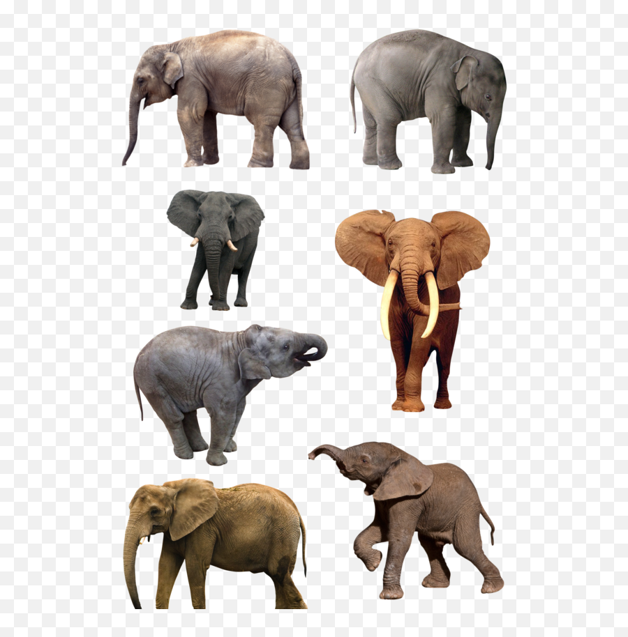 Elephants Clipart Png Picpng - Natural History Museum Of Los Angeles County Emoji,Elephant Clipart