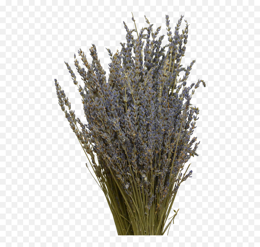 Download Lavender Lavender - Grass Png Image With No Emoji,Lavender Transparent Background
