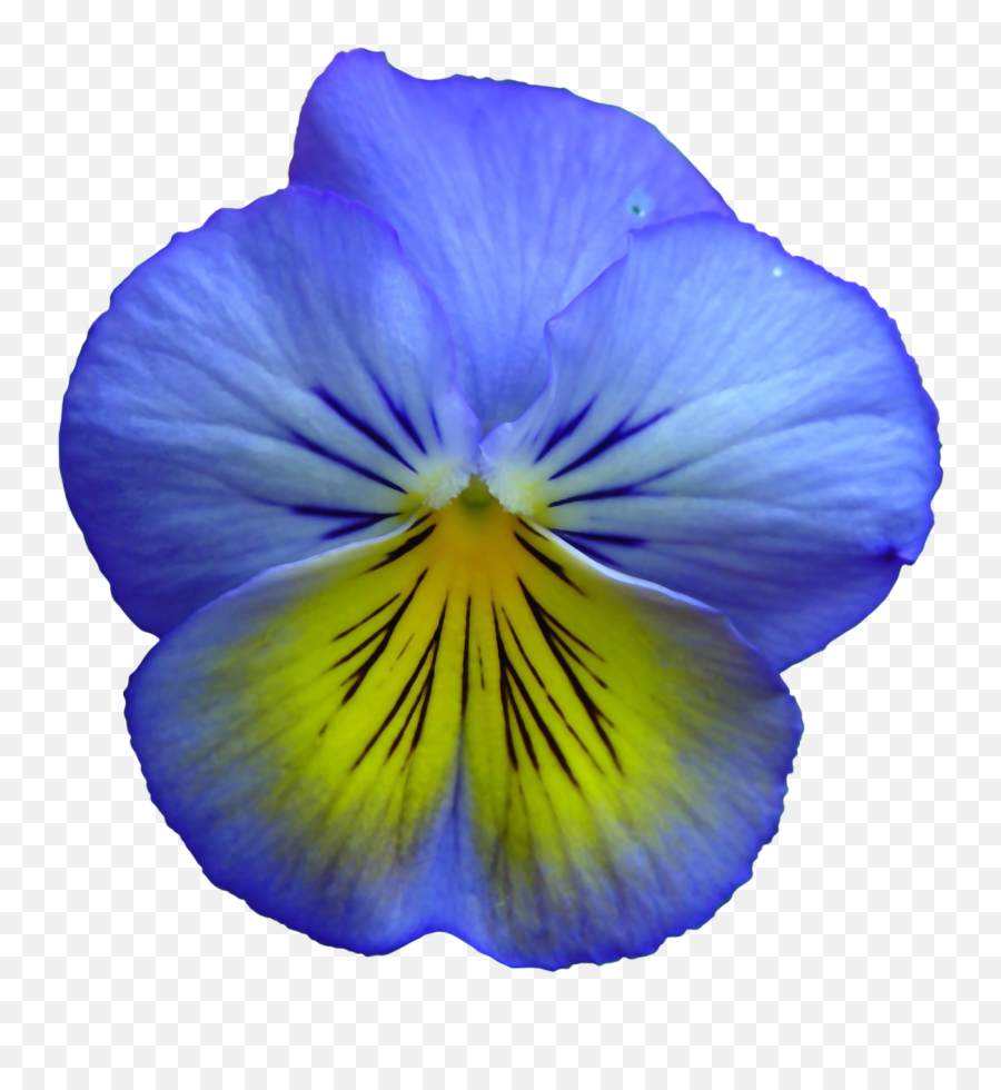 Download Free Photo Of Pansyflowerflowerssummer Flowers Emoji,Summer Flower Clipart