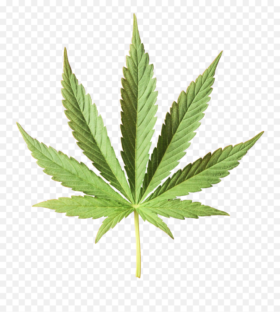 Cannabis Products In Washington State Northwest Cannabis - High Resolution Hemp Leaf Png Emoji,Cannabis Png
