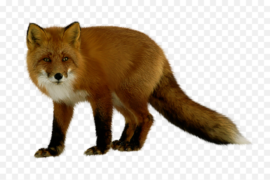 Fox Png Emoji,Fox Transparent Background