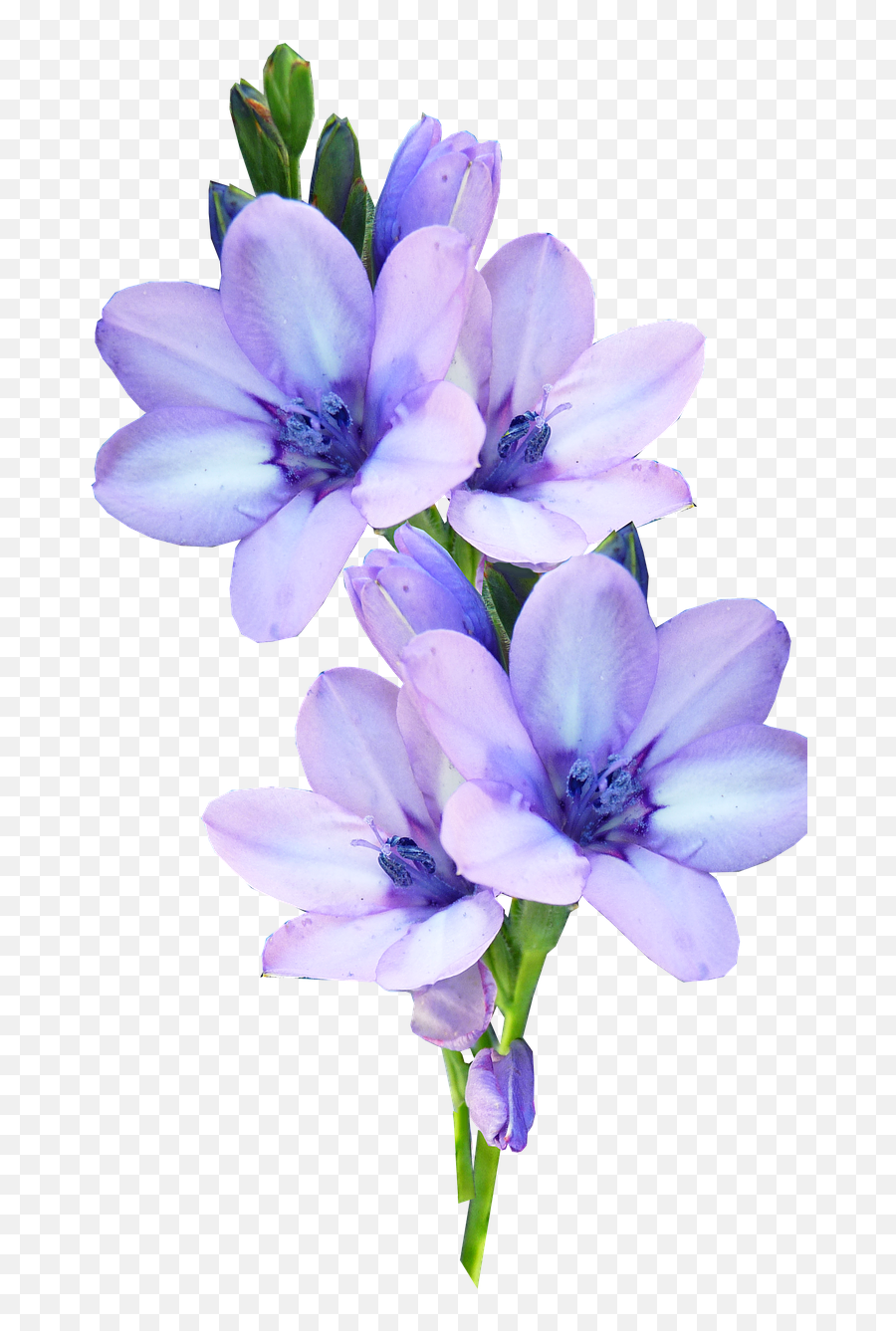 Free Image On Pixabay - Mauve Flower Bulb Plant Garden Light Purple Flower Transparent Emoji,Purple Flower Transparent