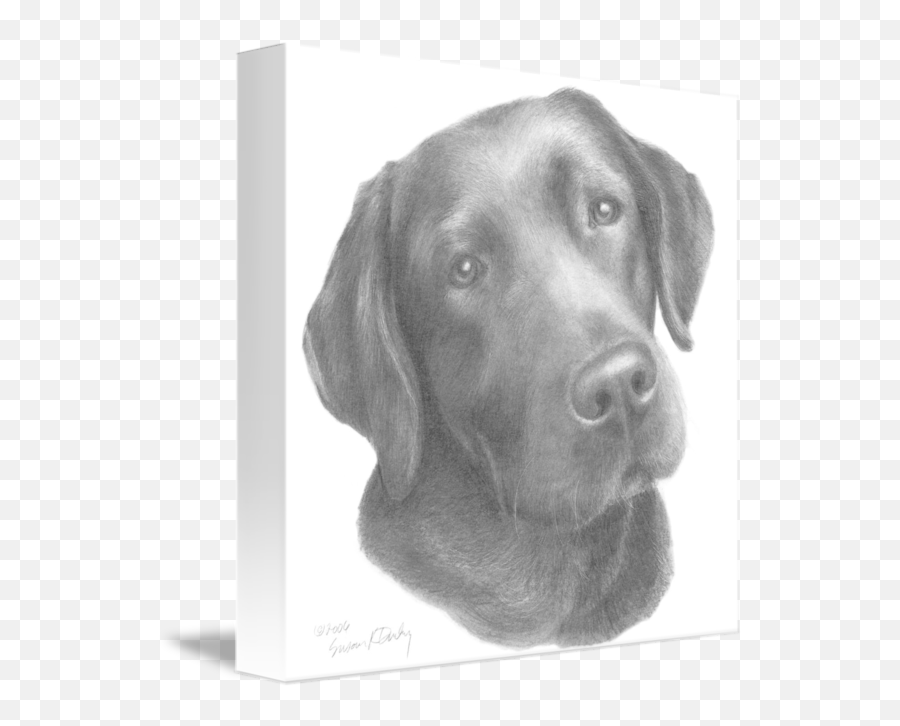 Labrador Retriever Drawing Sketch - Labrador Retriever Png Desenho Realista De Labrador Emoji,Labrador Clipart