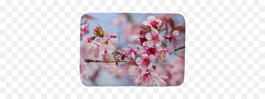 Cherry Blossoms Or Sakura Flower In Full Bloom Bath Mat Emoji,Cherry Blossoms Png