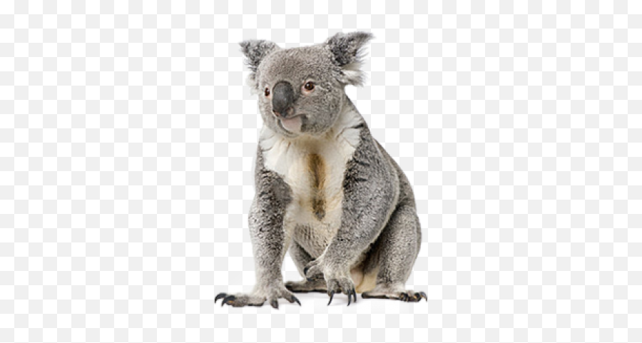 Png Images Koala Bear 20png Snipstock Emoji,Koala Transparent