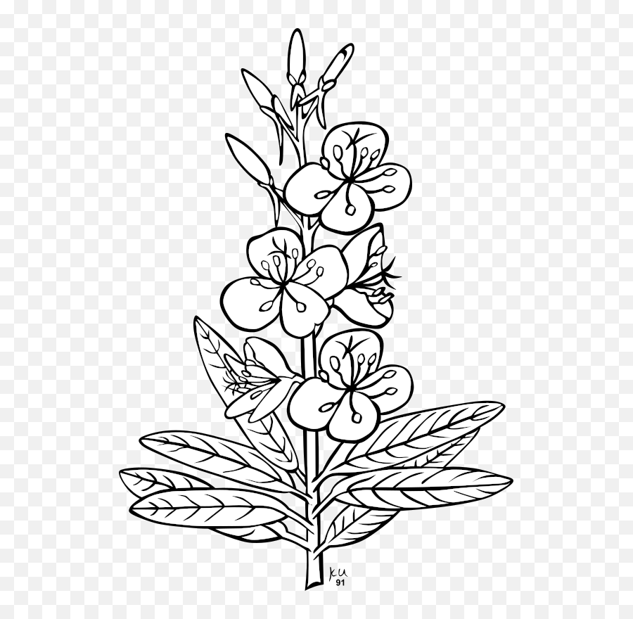 Fireweed Plant Clip Art At Clker - Outline Picture Of Plants Emoji,Plants Clipart