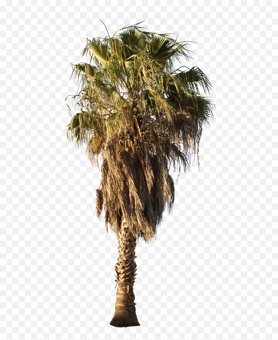 Download Palm Tree Png Washingtonia - Washingtonia Palm Tree Png Emoji,Palm Trees Png