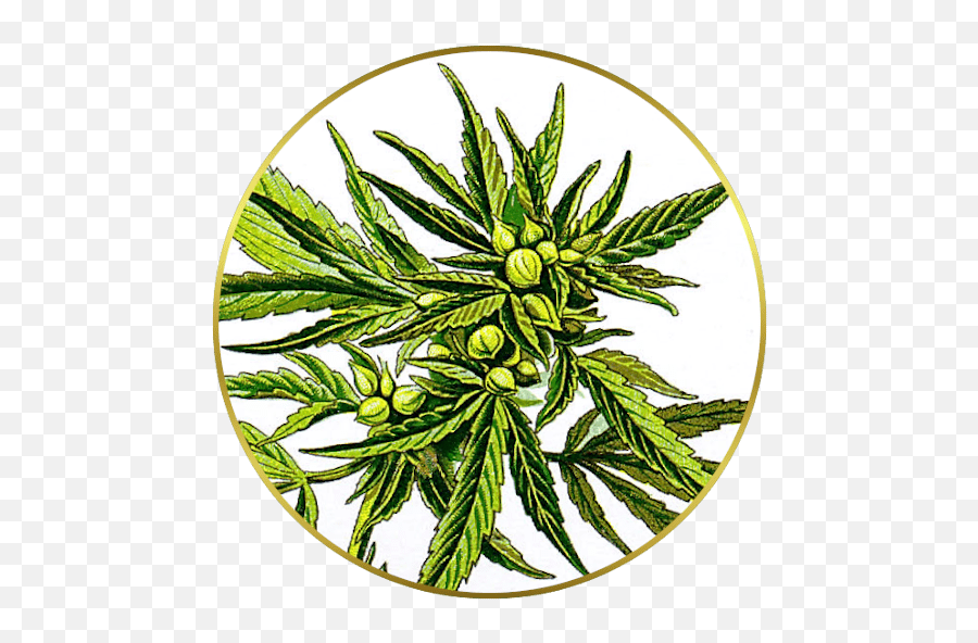 Buy Marijuana Seeds Usa - Abundant Life Seeds Emoji,Seed Of Life Png