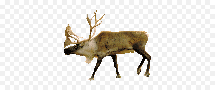 Build A Biome - Deer Taiga Biome Animals Emoji,Animal Png