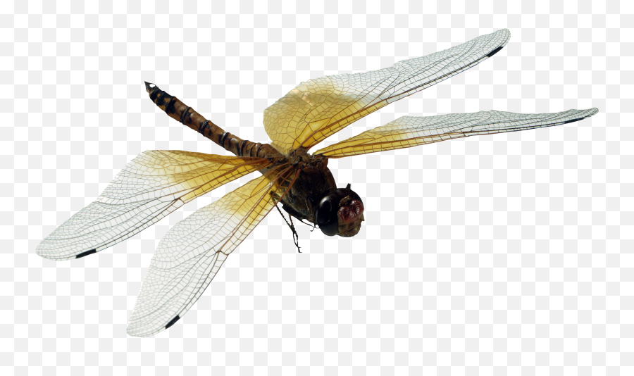 Dragonfly Png Image - Dragonfly Photoshop Emoji,Dragonfly Png