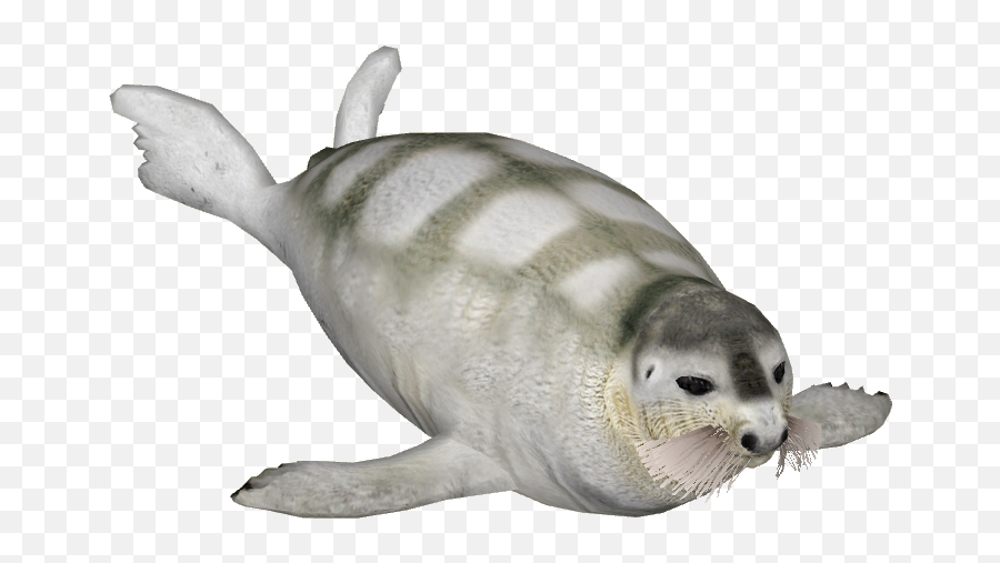 Bearded Seal 6 - Bearded Seal Transparent Background Emoji,Seal Png