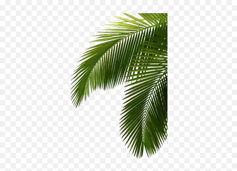 Tropical Palm Tree Png Free File - Tropical Palm Leaves Emoji,Palm Trees Png
