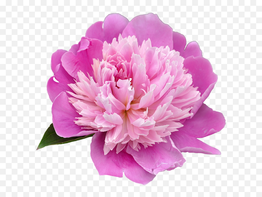 Download Peony Transparent Picture Hq Png Image In Different Emoji,Peonies Clipart