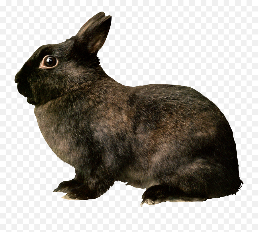 Download Black Rabbit Png Image For Free - Black Rabbit Png Emoji,Rabbit Png