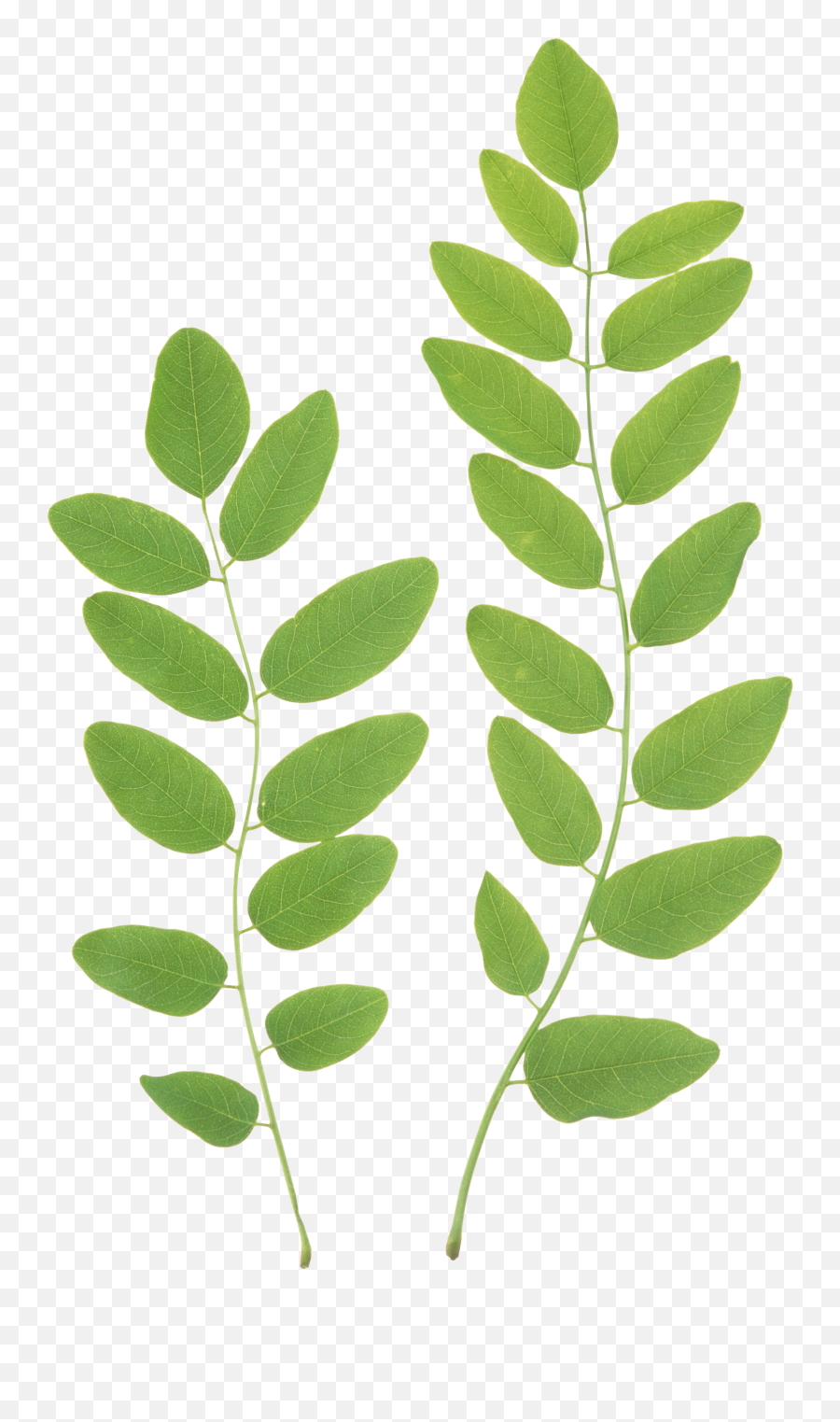 Green Leaf Png - Transparent Leaf Png Emoji,Leaf Png