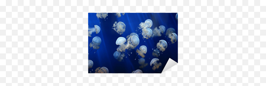 Jellyfish Background Sticker U2022 Pixers - We Live To Change Meer Quallen Emoji,Jellyfish Transparent Background