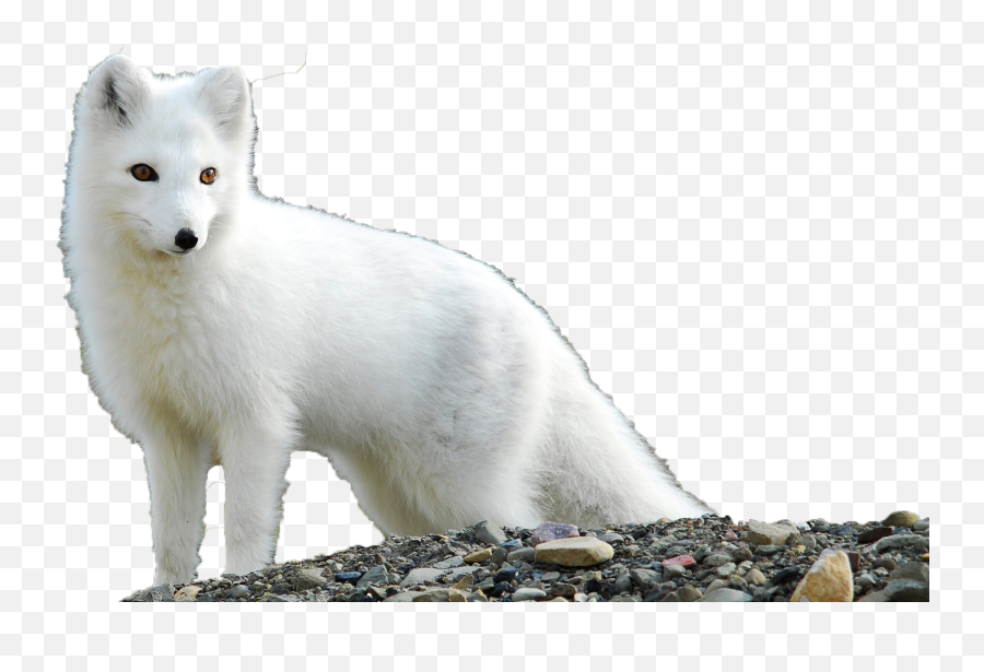 Download Arctic Fox Png Clipart - Arctic Fox Png Emoji,Fox Transparent Background