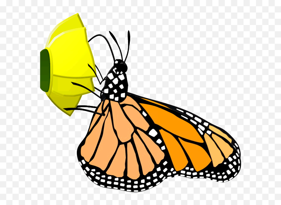Legs Clipart Butterfly Legs Butterfly Transparent Free For - Life Cycle Of A Butterfly Clipart Gif Emoji,Monarch Butterfly Clipart