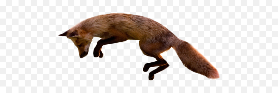 Animals Birds Free Png Images - Fox Jumping No Background Emoji,Fox Transparent Background