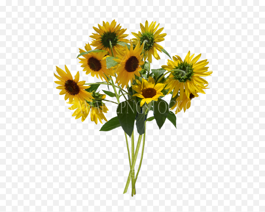 Png Stock Photos - Single Sunflower Bouquet Png Emoji,Wildflower Png