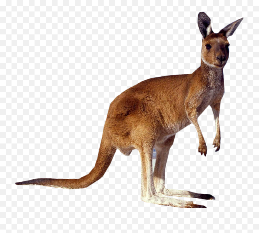 Wild Kangaroo Transparent Background Emoji,Kangaroo Transparent