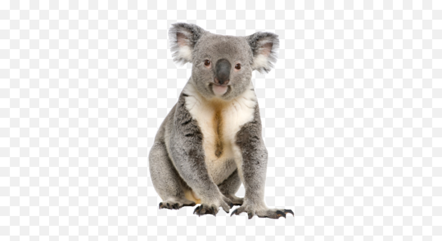 Koala Png Transparent Background Image For Free Download 4 Emoji,Animals Transparent Background