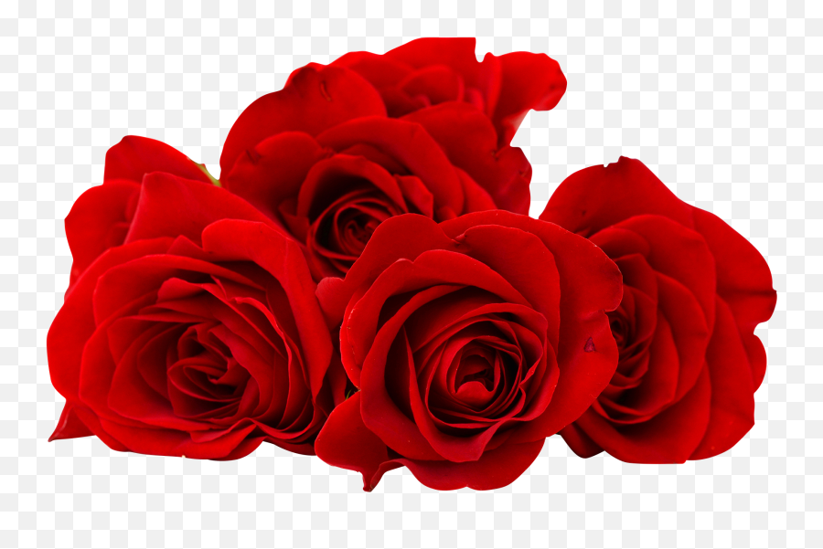 Red Rose Flower Png Image Free Download - Red Rose Flower Png Emoji,Flower Png