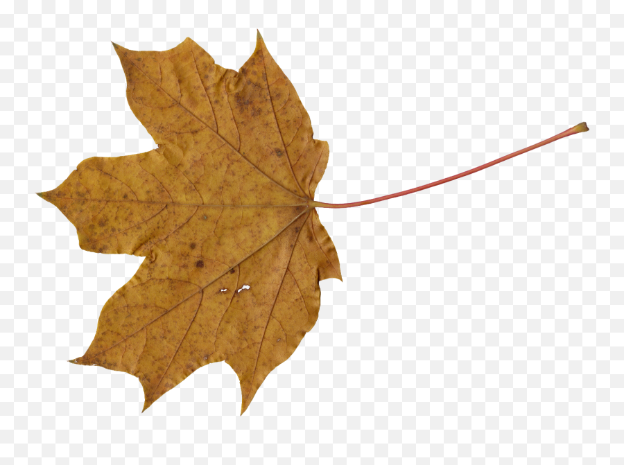 10 Maple Leaves Transparent - Transparent Brown Leaves Png Emoji,Leaves Png