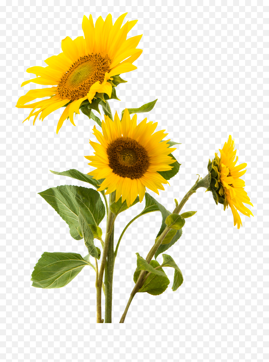 Download Snack Gluten Sunflower Nut Seed Sunflowers Common - Sunflowers Png Emoji,Nut Clipart