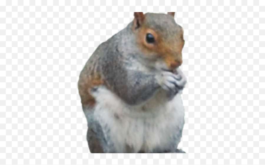 Download Gray Squirrel Clipart Transparent Background - Fox Eastern Gray Squirrel Emoji,Squirrel Transparent
