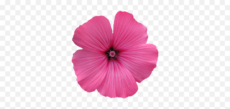 Flower Image Gallery - Useful Floral Clip Art Transparent Background Single Flowers Png Emoji,Purple Flower Transparent