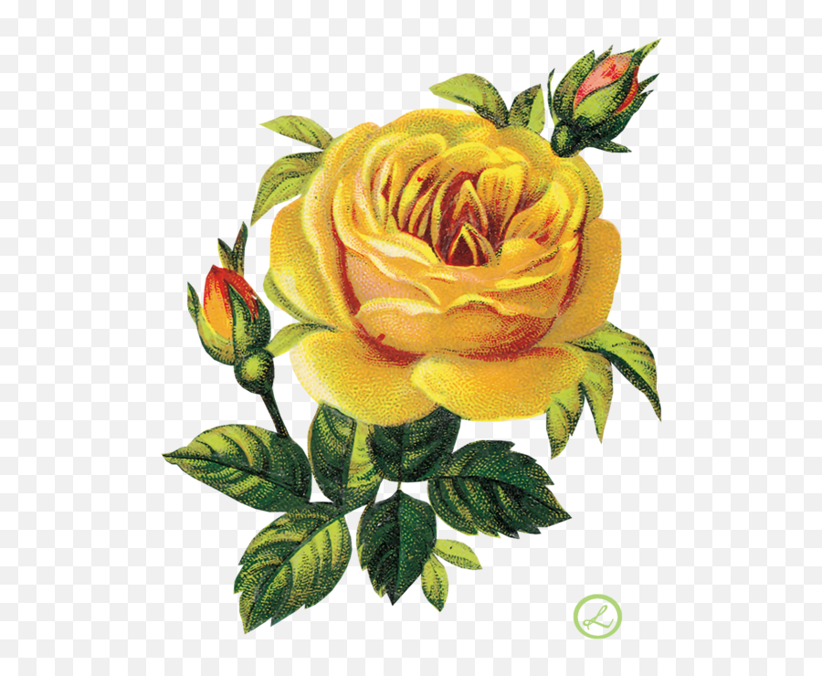 583x699 Emoji,Vintage Roses Png