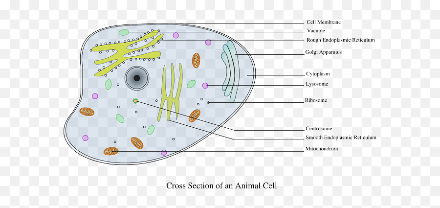 Biology Definebiology Emoji,Golgi Apparatus Clipart