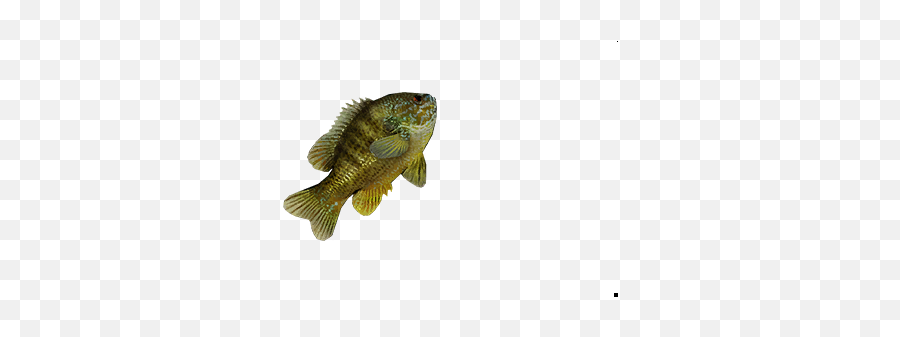 Medium Trout New World Database Newworldfanscom Emoji,Fish Jumping Out Of Water Clipart