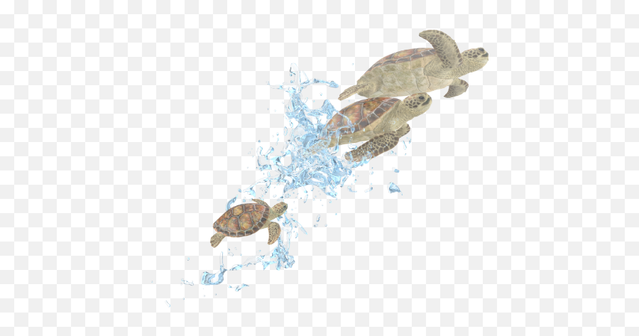 Pixelsquid 3d Content For Graphic Designers U0026 Photoshop - Loggerhead Sea Turtle Emoji,Transparent